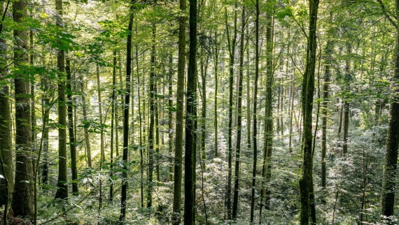 Umývanie vodou – ako Geberit AquaClean pomáha šetriť drevo Umývanie vodou – ako Geberit AquaClean pomáha šetriť drevo