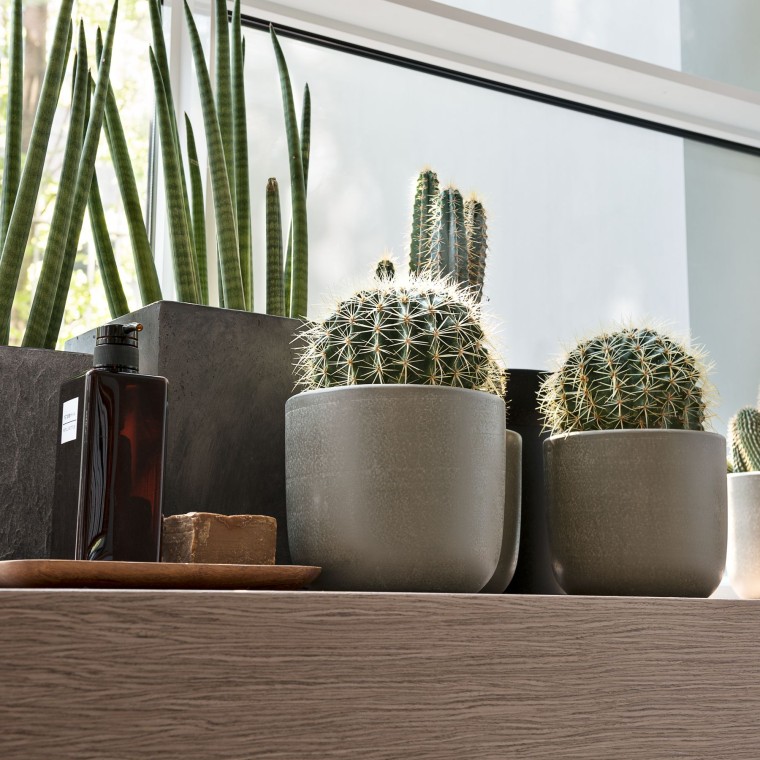 Rôzne rastliny na parapete Rôzne rastliny na parapete