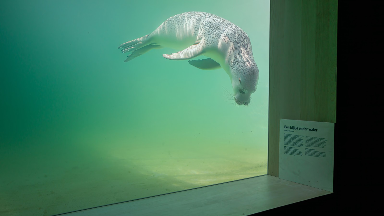 Zranené alebo choré zvieratá by mali mať možnosť čo najskôr sa vrátiť späť do voľnej prírody (© Tjeerd Visser)