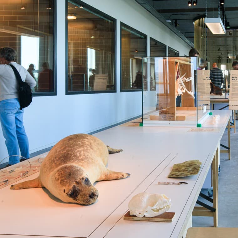 Vedeli ste, že tuleň je najväčší predátor v Holandsku? (© Tjeerd Visser) Vedeli ste, že tuleň je najväčší predátor v Holandsku? (© Tjeerd Visser)